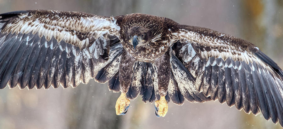Immature Bald Eagle in flight Photograph by Paul Freidlund