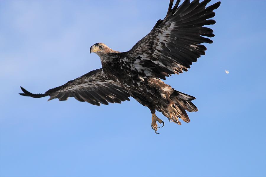 Immature Bald Eagle in Flight Photograph by Sandy Shiner-Swanson - Pixels