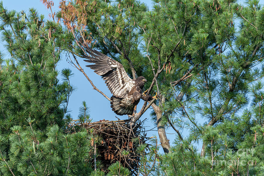 Immature Bald Eagle Learning to Fly Photograph by Ilene Hoffman