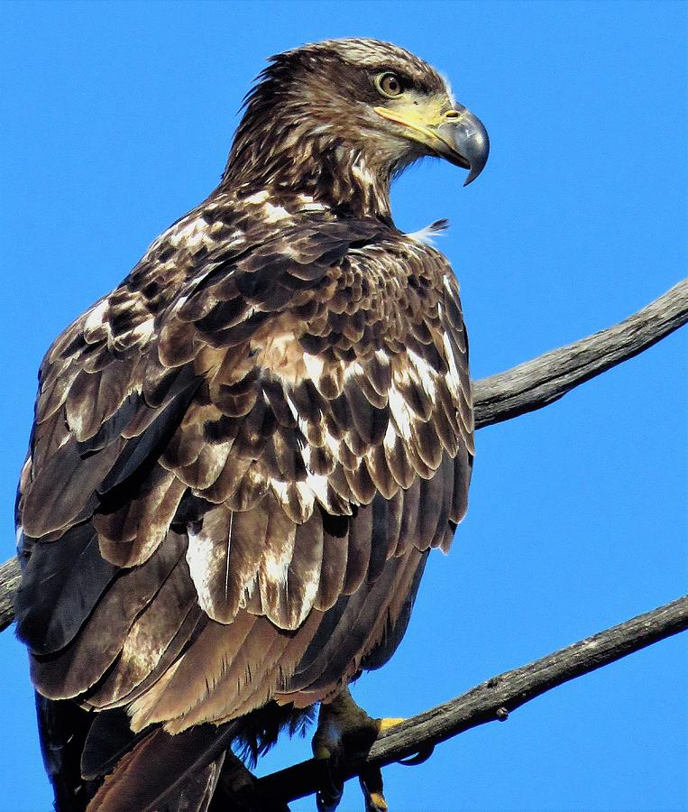 Immature Bald Eagle  Photograph by Lori Frisch