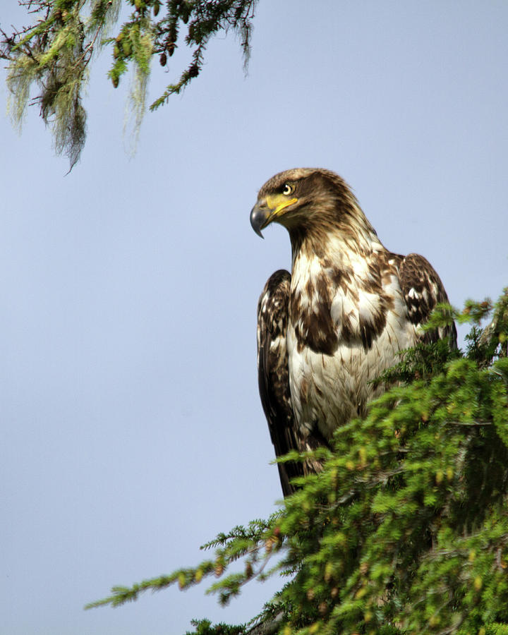 Immature Bald Eagle Perched in a Pine Tree L13A-8890 Photograph by Lois ...