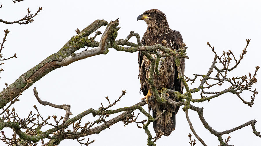 Immature Bald Eagle V Photograph by Chris Dutton
