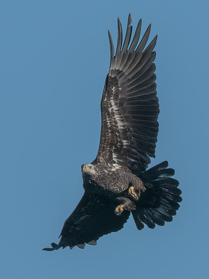 Immature Bald Eagle Photograph by Wade Aiken
