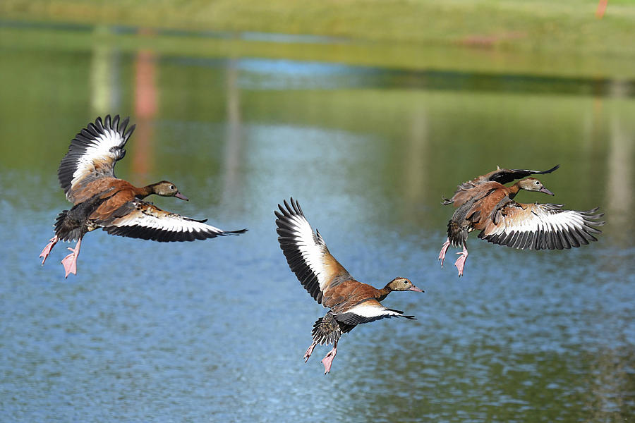 Immature Black Bellied Whistling Duck Flight Photograph by Jerry Griffin