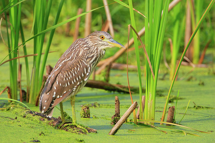 Immature Black-crowned Night Heron Photograph by Greg Yahr - Fine Art ...