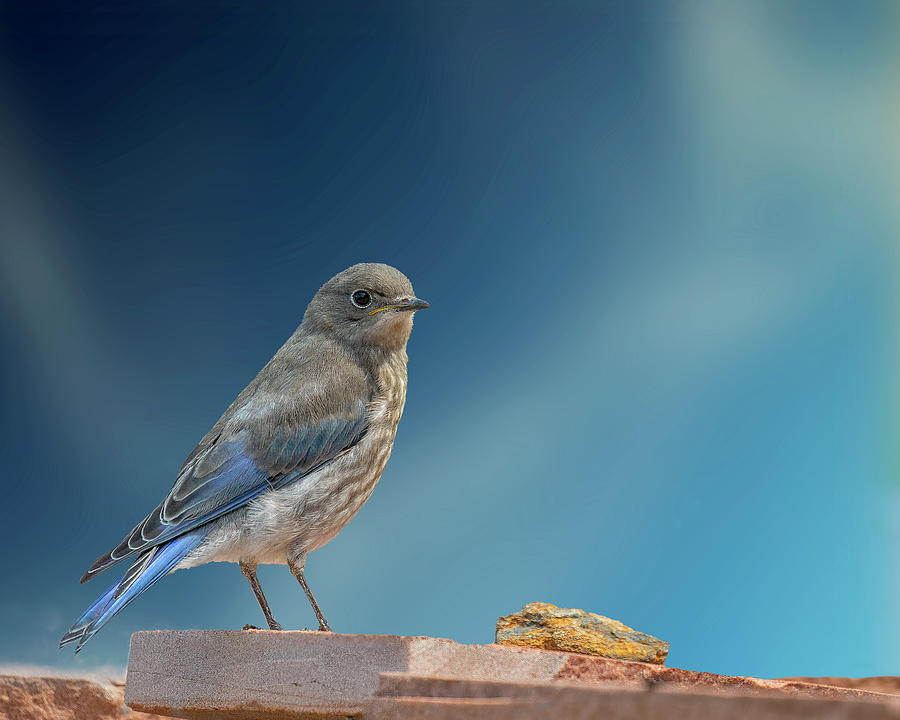 Immature Bluebird with Blue Sky Photograph by Lowell Monke