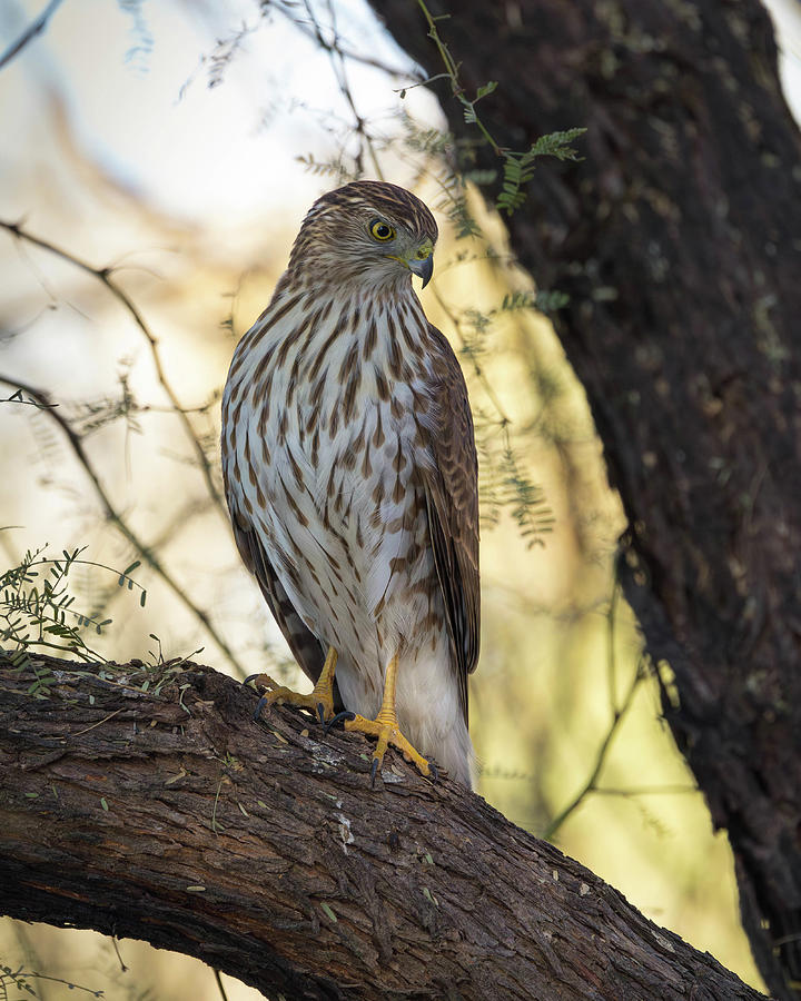 Wildlife Photograph - Immature Coopers hawk #2 by Rosemary Woods Images