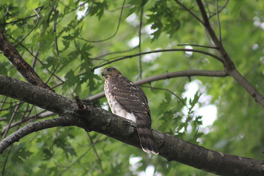 Cooper's Hawk Photograph - Immature Coopers Hawk by Callen Harty Cooper's Hawk Photograph - Immature Coopers Hawk by Callen Harty