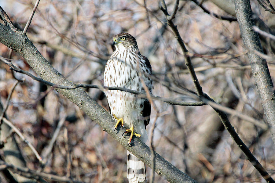 Immature Coopers hawk Photograph by Gerald Salamone