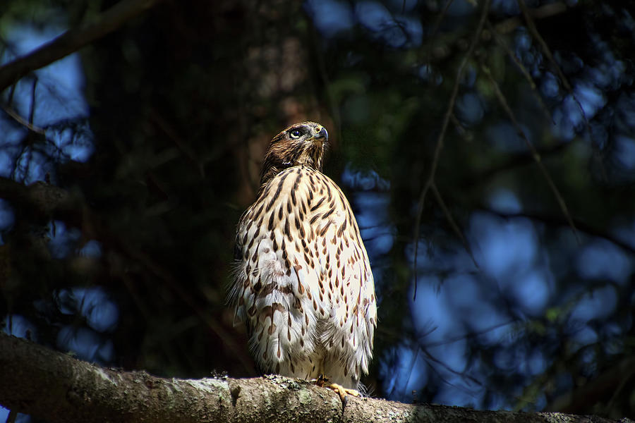 Immature Coopers Hawk Photograph by Peggy Collins