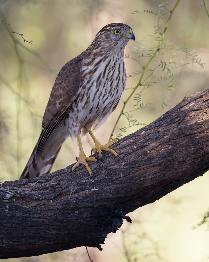 Wildlife Photograph - Immature Coopers hawk by Rosemary Woods Images
