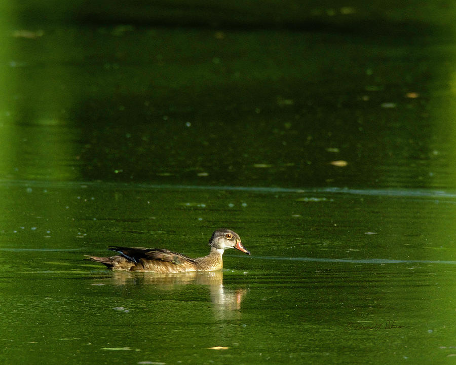 Immature Drake Wood Duck Photograph by Ed Peterson