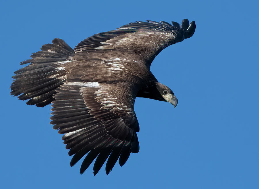 Immature Eagle Photograph by Wade Aiken