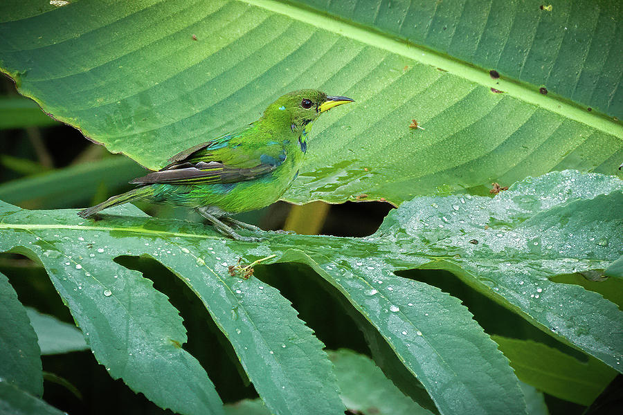 Immature Green Honeycreeper Kairi Lodge Manizales Caldas Colombia Photograph by Adam Rainoff