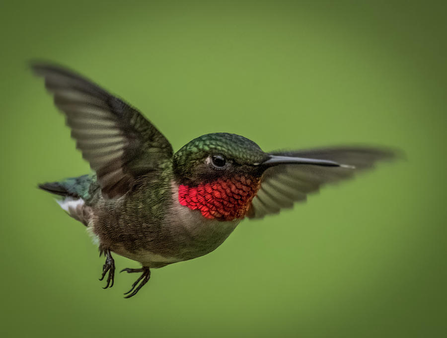 Immature Hummingbird Photograph by Brian Shoemaker