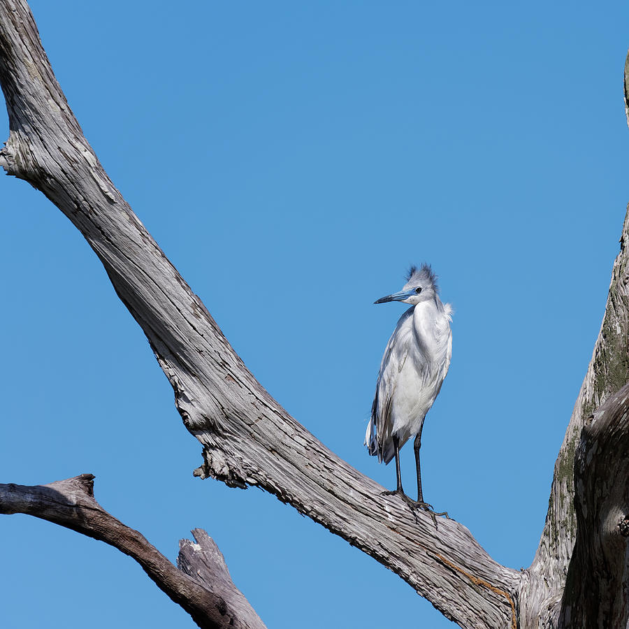 Immature Little Blue Heron Photograph