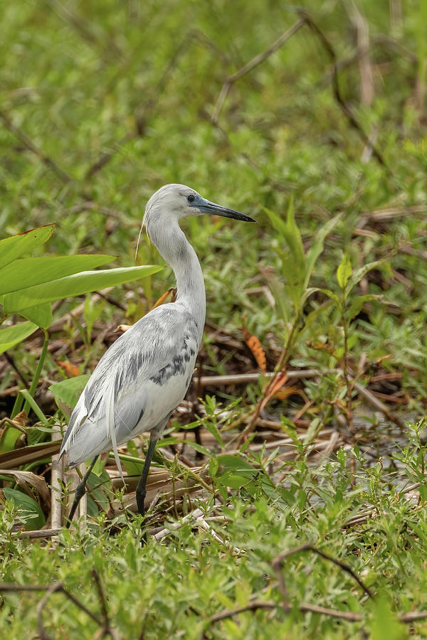 Immature Little Blue Photograph by MaryJane Sesto - Fine Art America