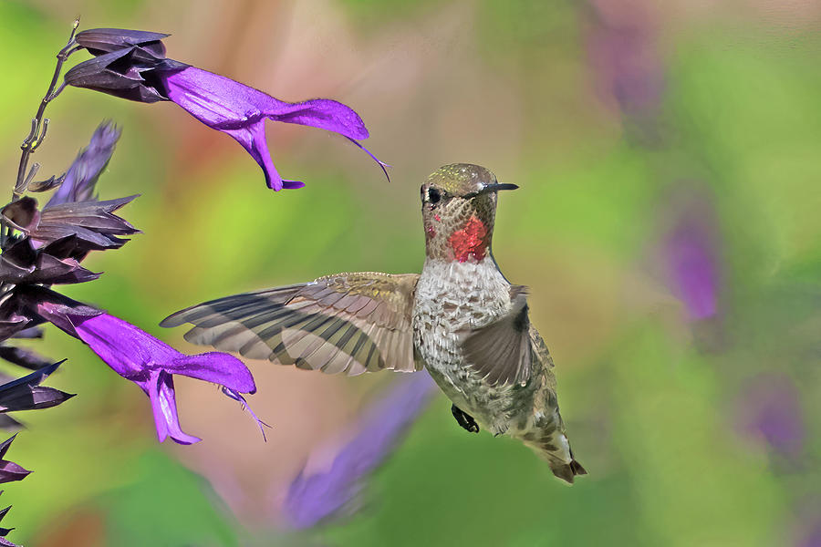 Immature Male Annas Hummingbird Photograph by Shixing Wen