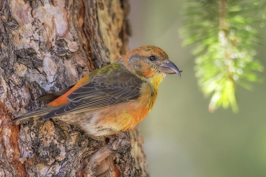 Immature Male Red Crossbill Photograph by Constance Puttkemery