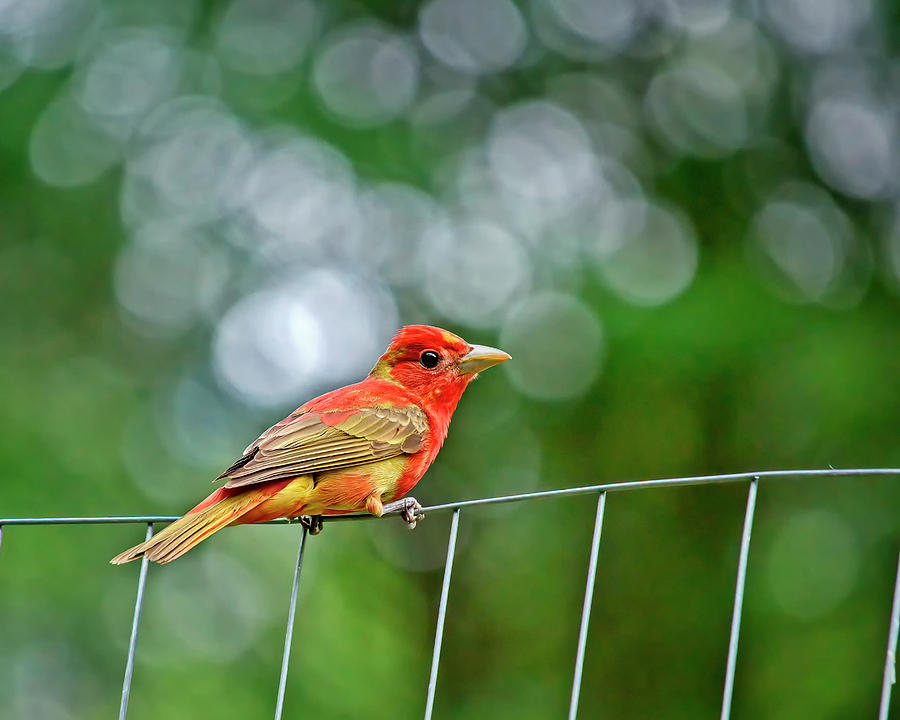 Immature Male Summer Tanager Photograph by Laura Vilandre