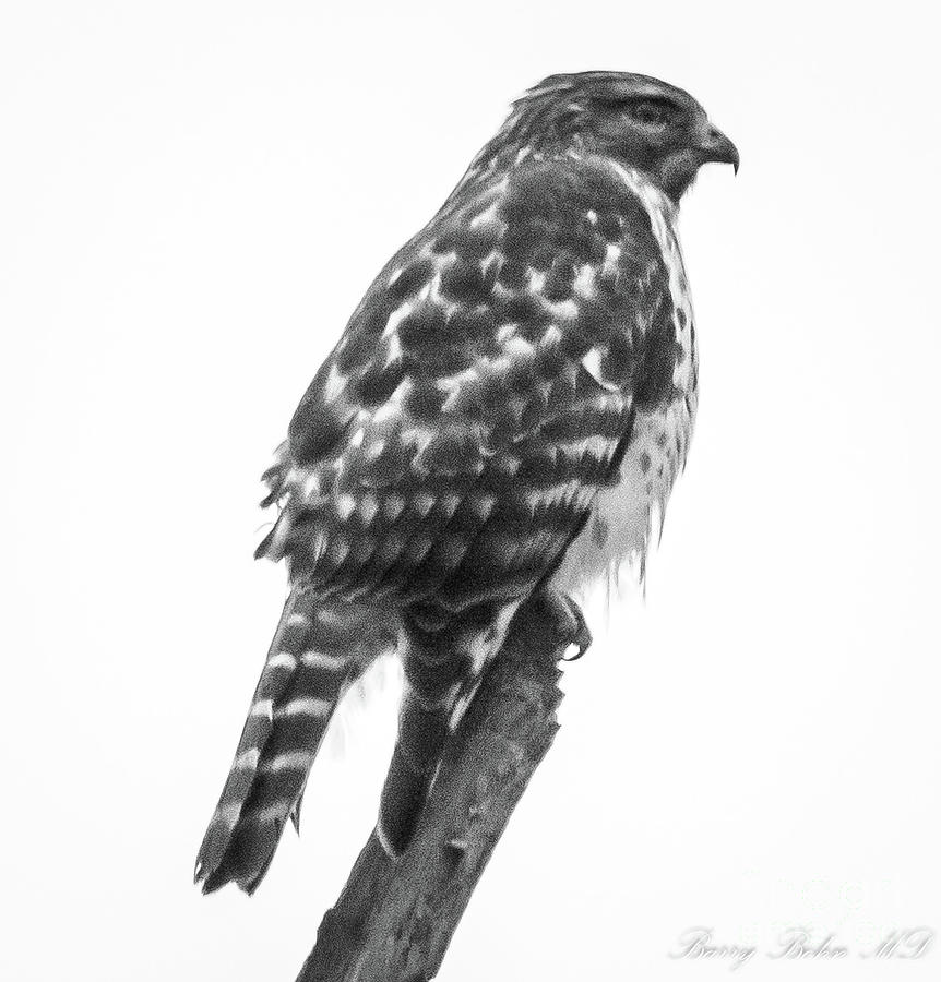 Immature red shouldered hawk BW Photograph by Barry Bohn