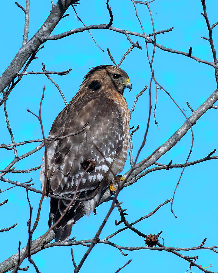 Immature Red-shouldered Hawk DRB0279 Photograph by Gerry Gantt