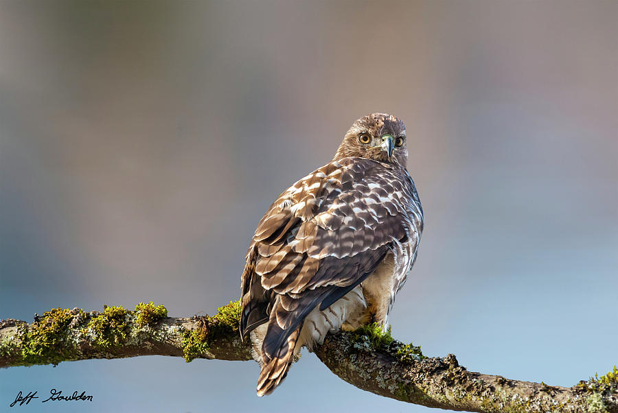 Immature Red Tailed Hawk in a Tree Photograph by Jeff Goulden