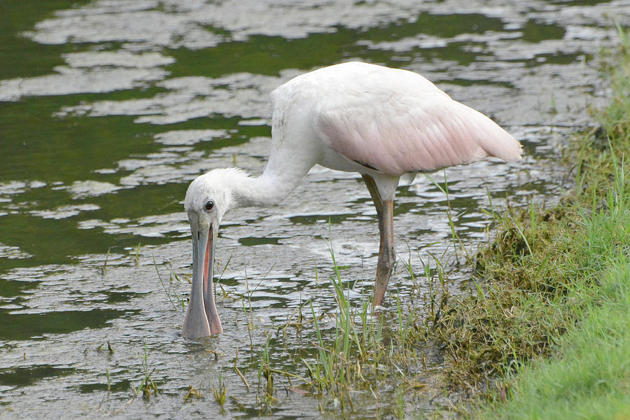 Immature Roseate Spoonbill Photograph by Jerry Griffin