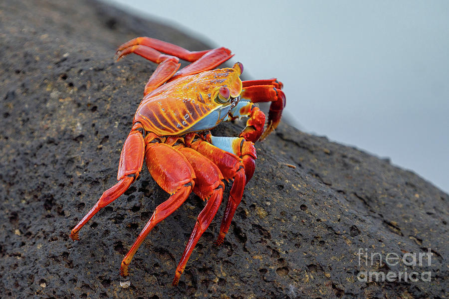 Immature Sally Lightfoot Crab at Las Bachas Photograph by Nancy Gleason