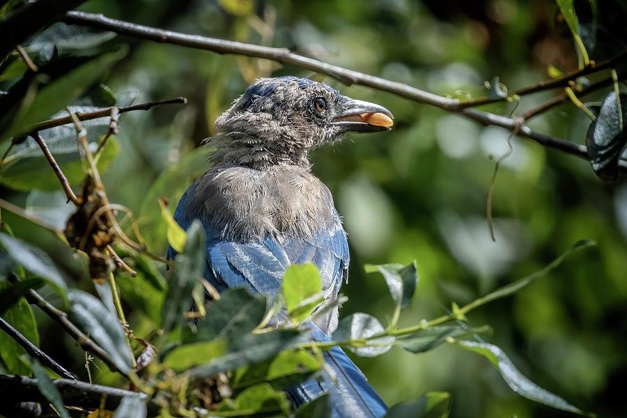 Immature Stellers Jay Photograph by Belinda Greb