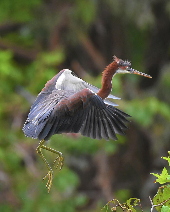 Immature Tricolor Heron Landing Photograph by Jerry Griffin