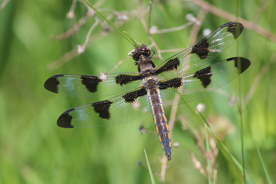 Immature Twelve-spotted Skimmer Photograph by Callen Harty