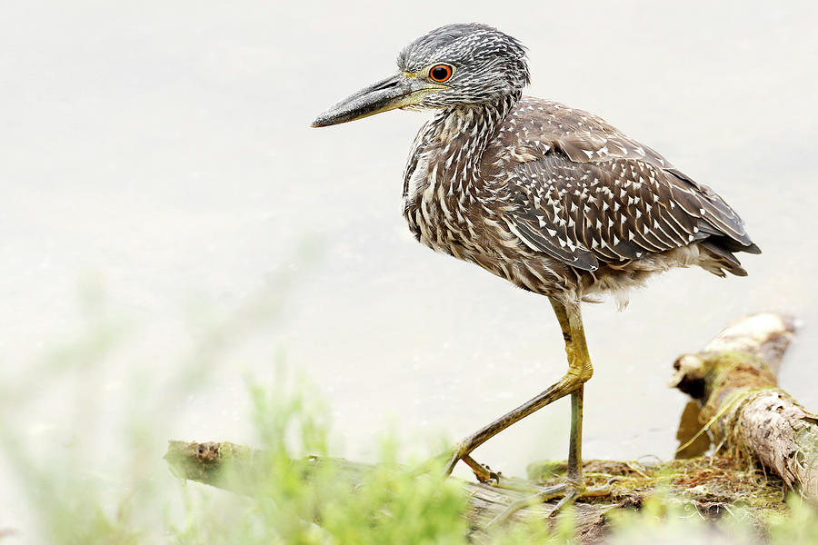 Immature Yellow-crowned Night Heron Photograph by MaryJane Sesto - Pixels