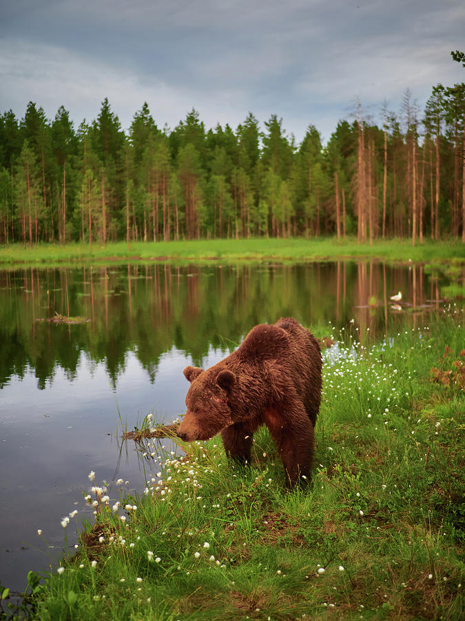 Immortal thouhgts. Brown bear Photograph by Jouko Lehto