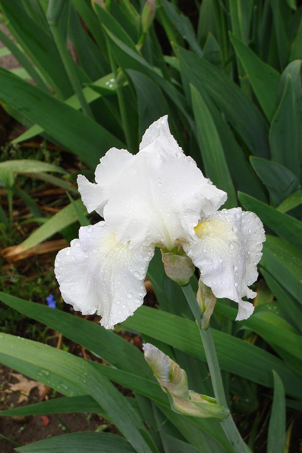 Immortality Iris Photograph by Anthony Seeker