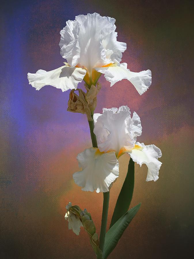 Immortality Iris Photograph by Christina Ford - Fine Art America