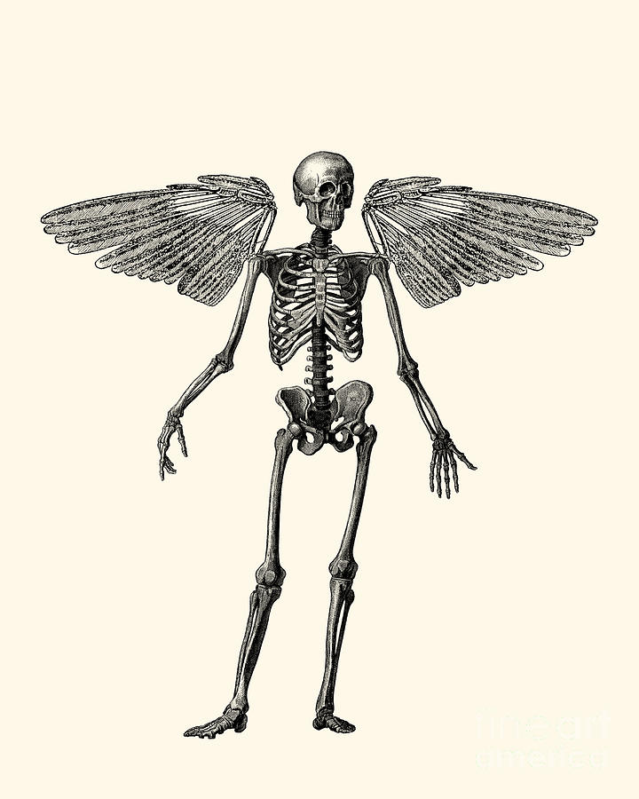 Metallica Digital Art - Immortality Skeleton by Madame Memento