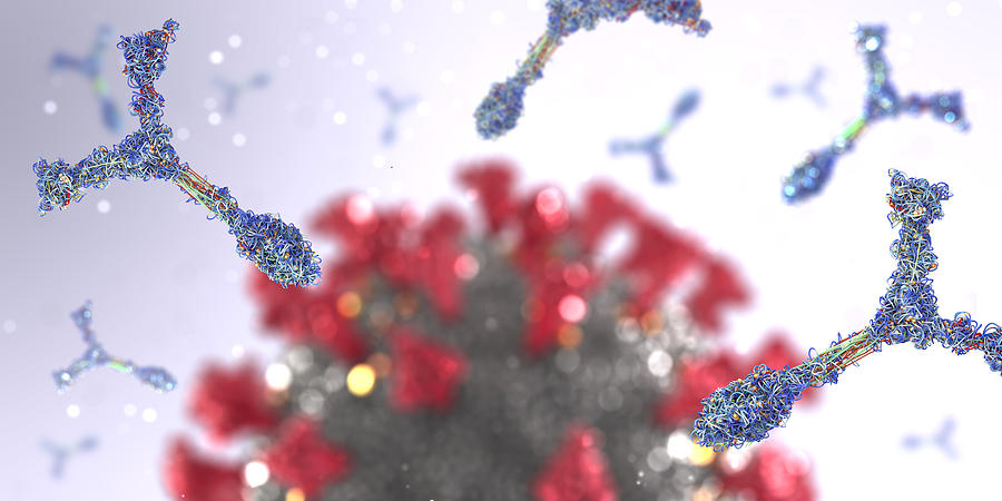 Immunoglobulin or antibody proteins attack a corona virus pathogen cell - 3d illustration Photograph by Christoph Burgstedt