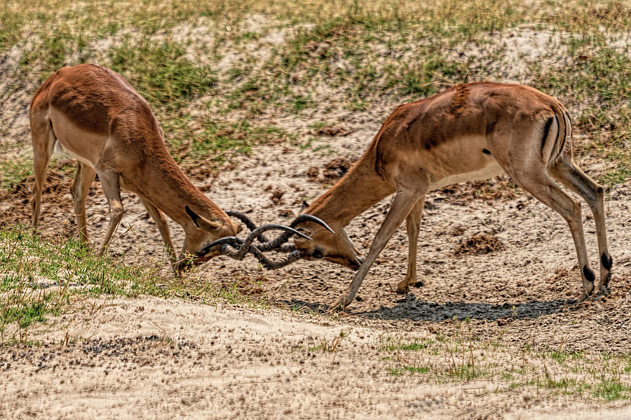 Impala Fighting Photograph by Betty Eich