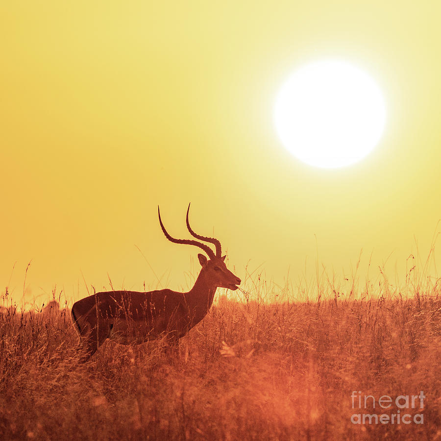 Impala grazing at sunrise Photograph by Jane Rix