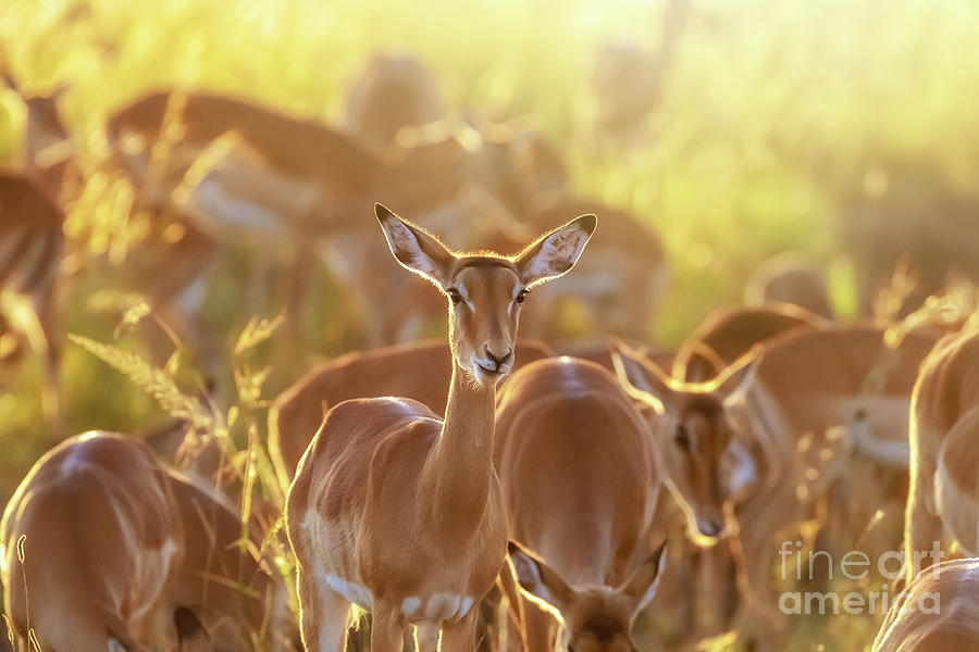 Impala group at sunrise in the Masai Mara Photograph by Jane Rix