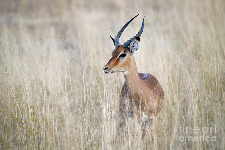 Impala in Tall Grass on African Safari in Botswana Photograph by Tom Schwabel