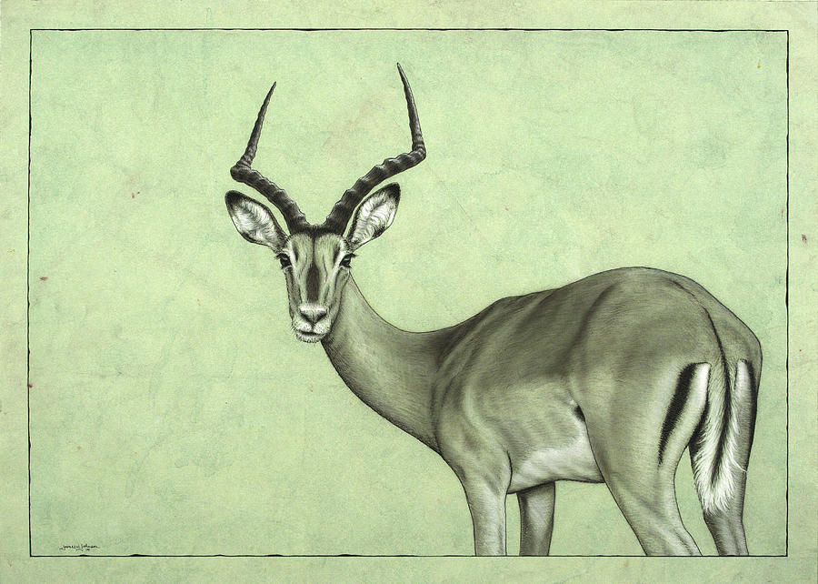 Wildlife Painting - Impala by James W Johnson