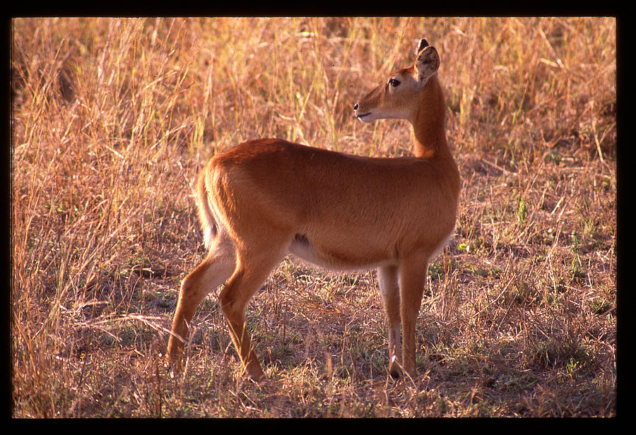 Impala Looking Behind Photograph by Russel Considine