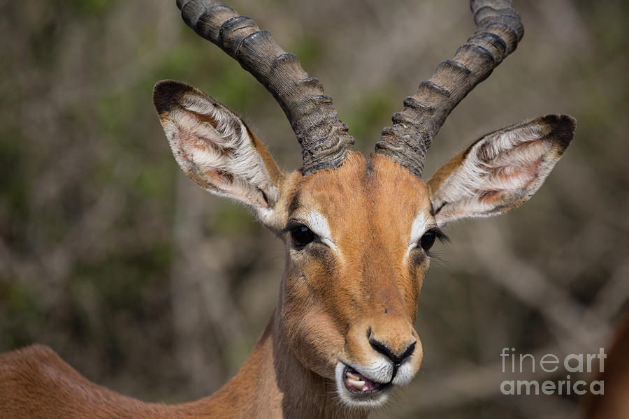 Wildlife Photograph - Impala Portrait by Eva Lechner