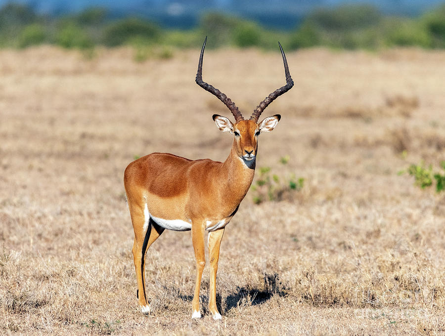 Impala Pose Photograph by Jim Chamberlain - Fine Art America