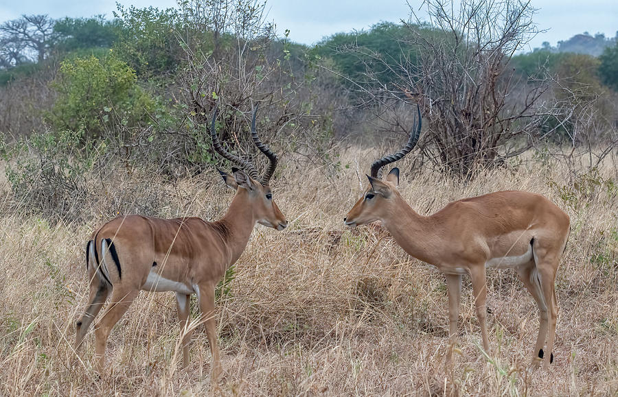 Impala Standoff, Tanzania Photograph by Marcy Wielfaert