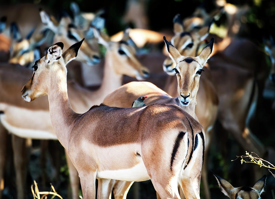 Impalas in the shade Photograph by Stefan Knauer