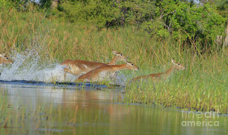 Impalas Leaping From A Pond, Botswana, Africa. Photograph by Tom Wurl
