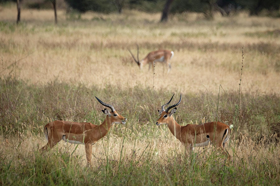 Impalas Photograph by Mary Lee Dereske